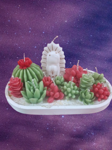 Suculentas Suculentas